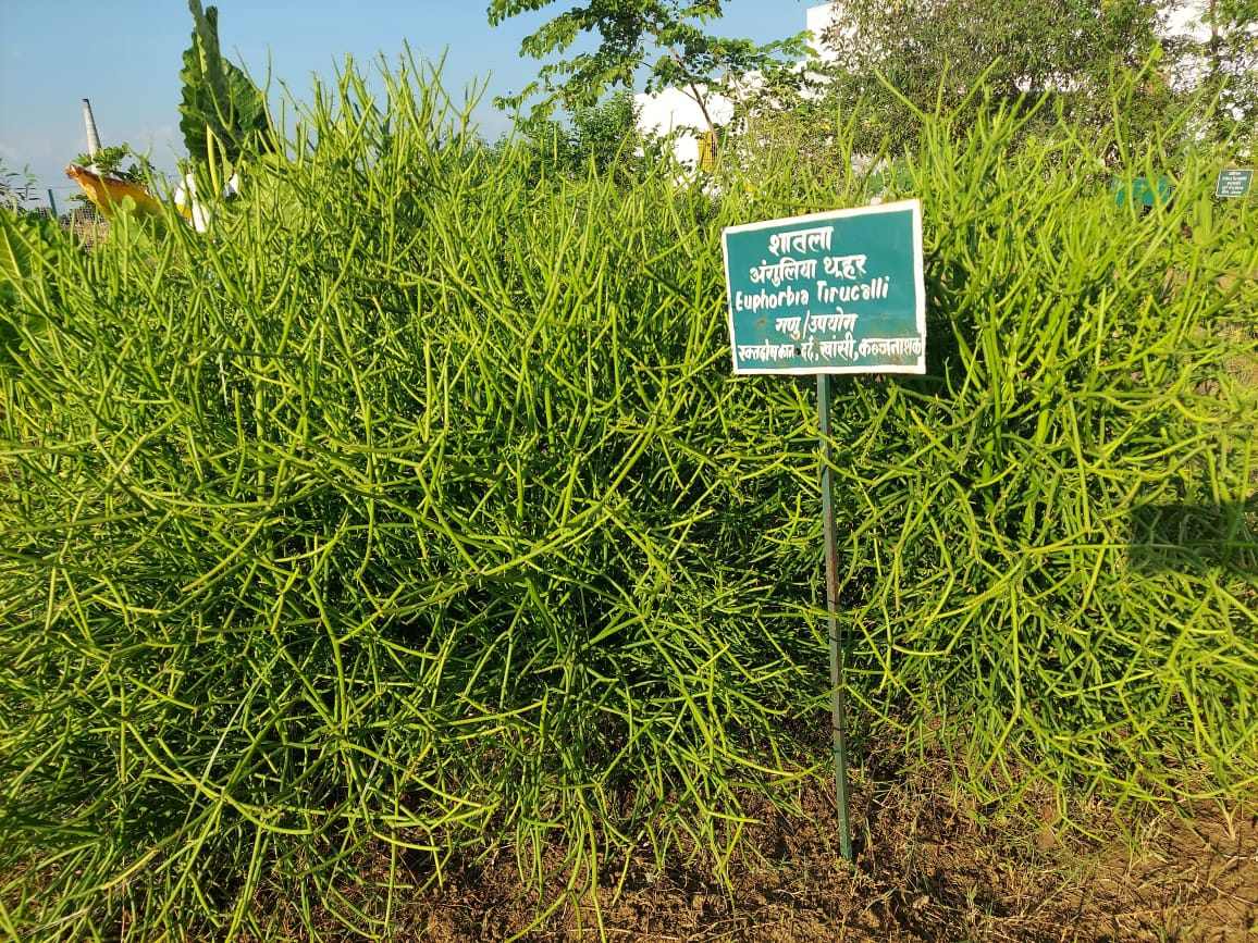 Himalaya Ayurvedic Medical College